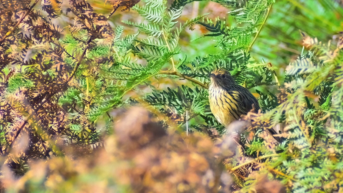 Striated Fieldwren - ML316690181