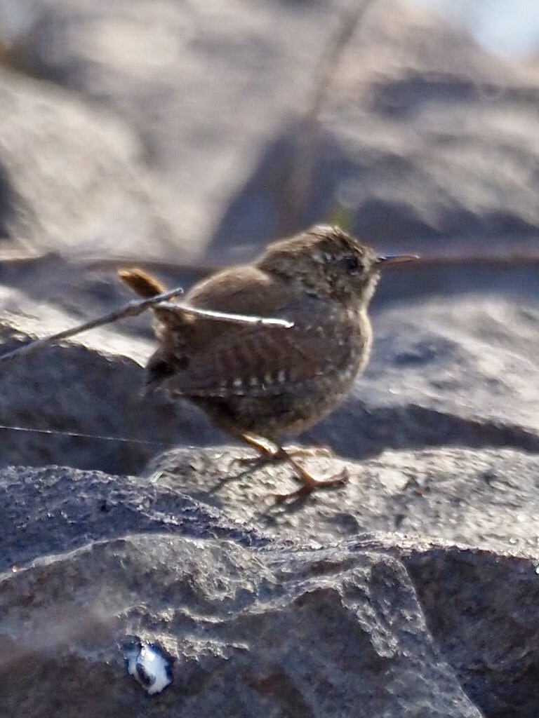 Winter Wren - ML316691771