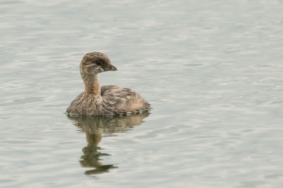 Pied-billed Grebe - ML31669271
