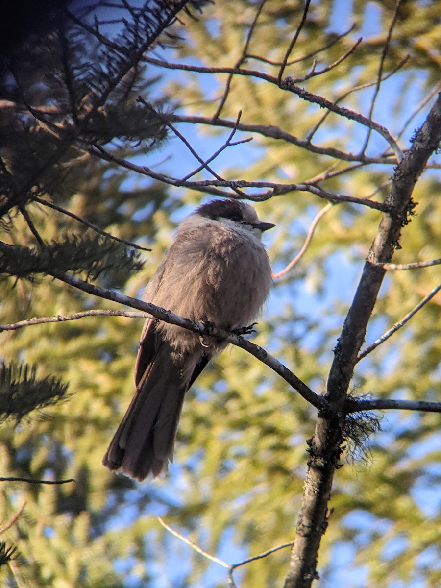 Canada Jay - ML316693401