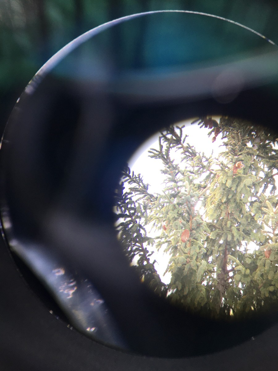 Red Crossbill - ML316694311