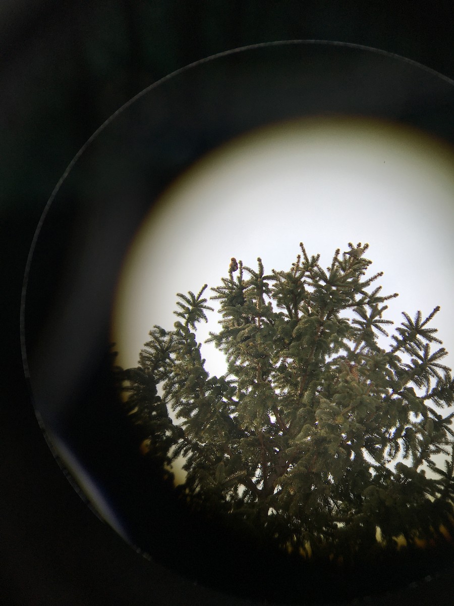 Red Crossbill - ML316694351