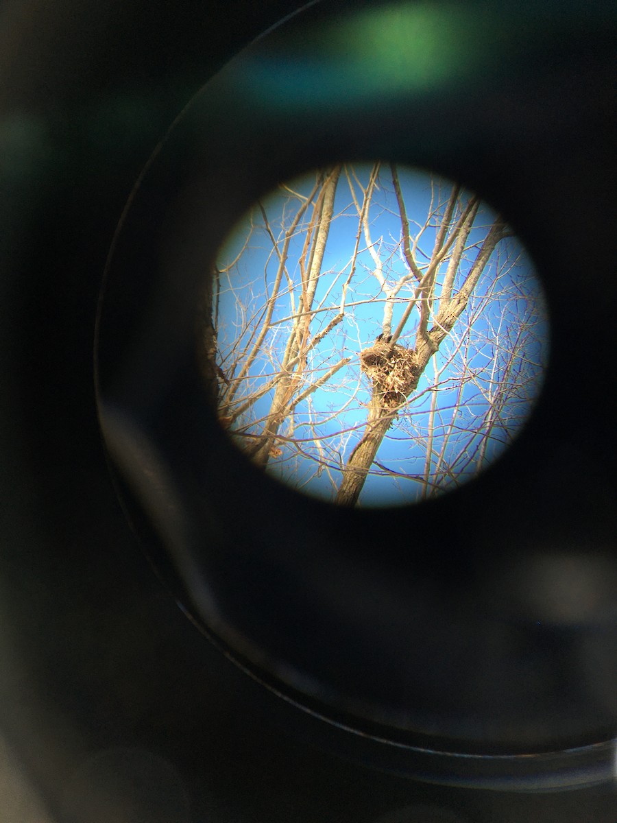 Great Horned Owl - ML316694811