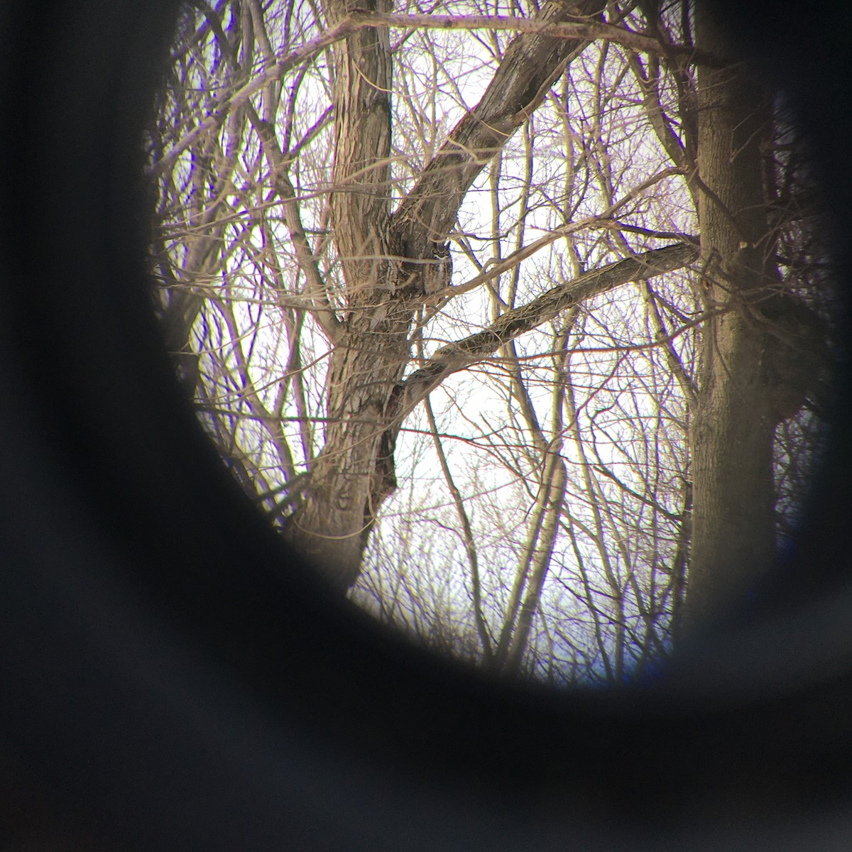 Great Horned Owl - ML316694821