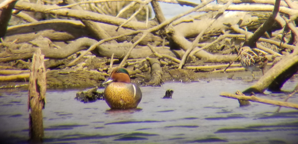 Green-winged Teal - ML316695211