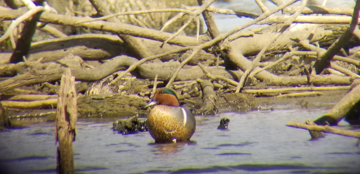Green-winged Teal - ML316695231