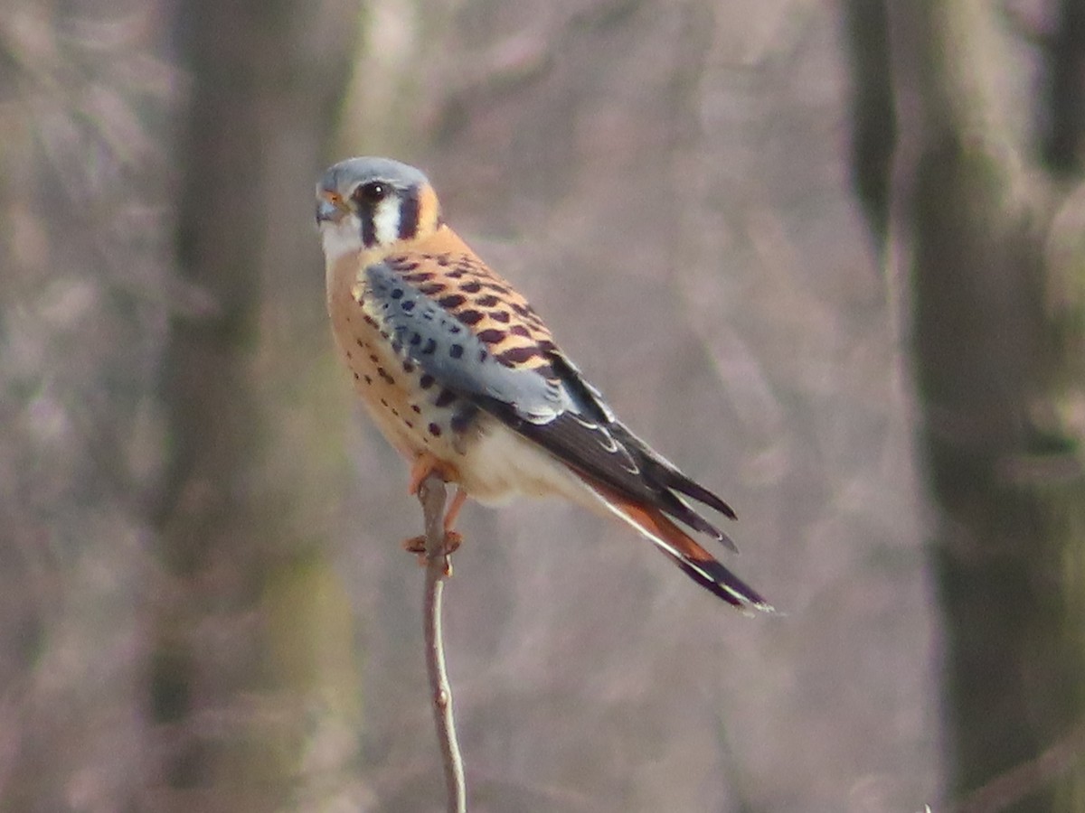 American Kestrel - ML316696201