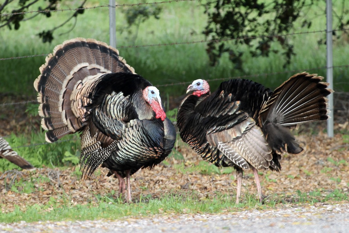 Wild Turkey - ML316696481