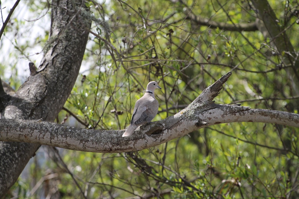 灰斑鳩 - ML316696641