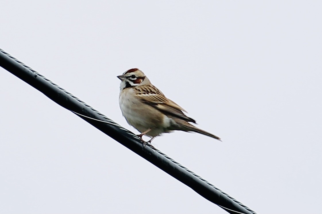 Lark Sparrow - ML316697661