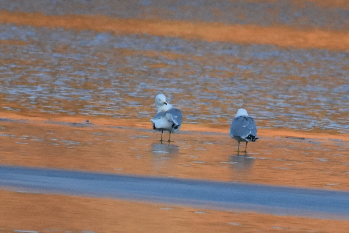 Ring-billed Gull - ML316697851