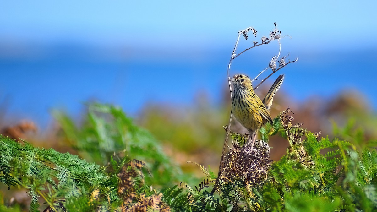 Striated Fieldwren - ML316701671