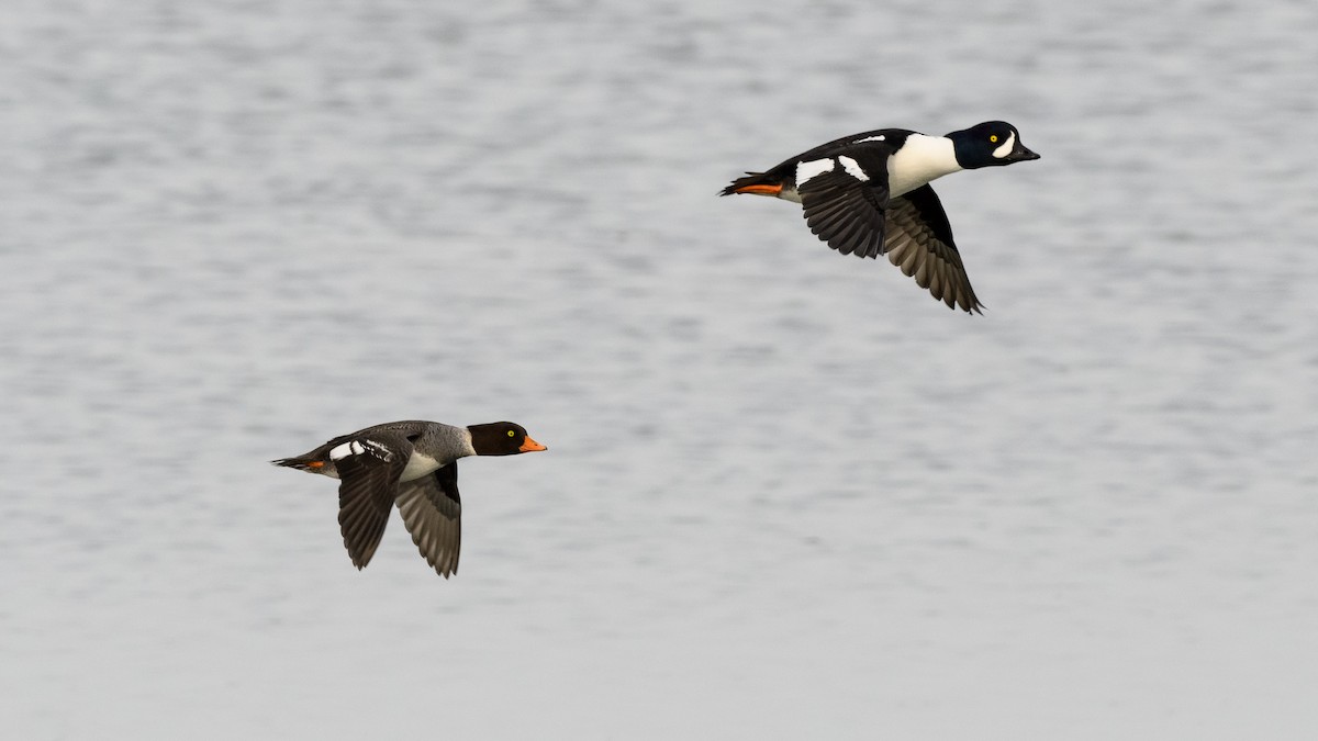 Barrow's Goldeneye - ML316702301