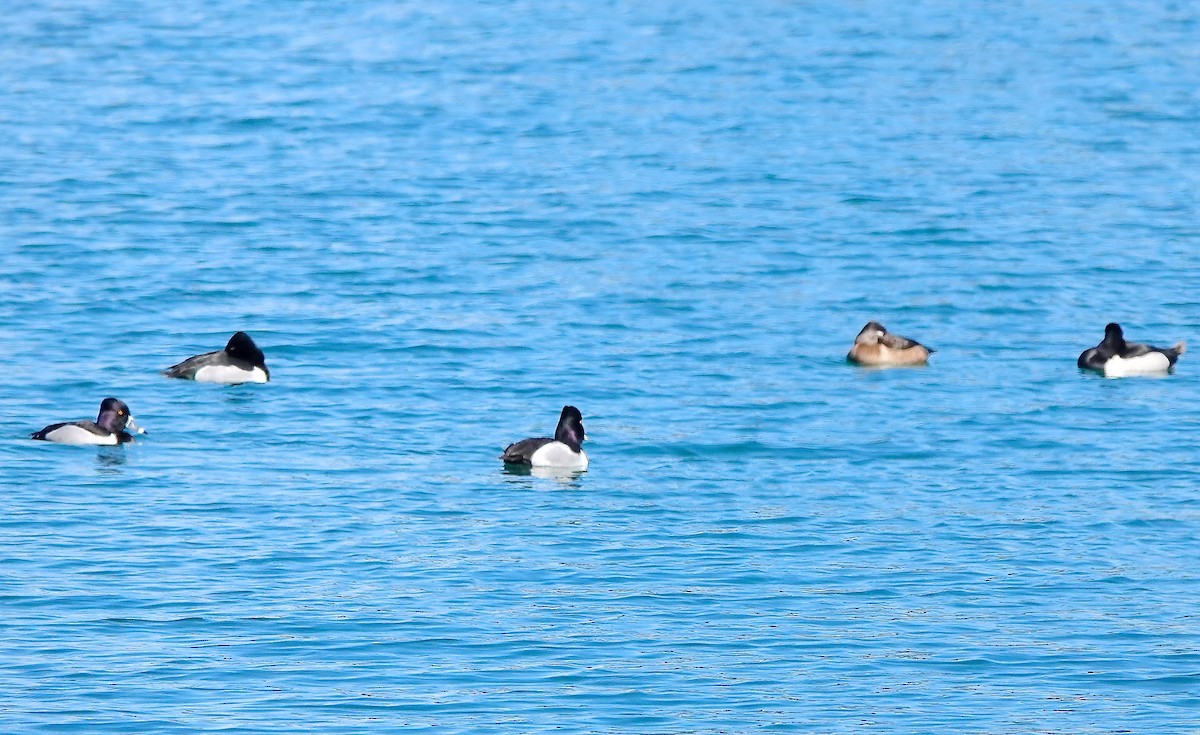 Ring-necked Duck - Mary Kvasnic