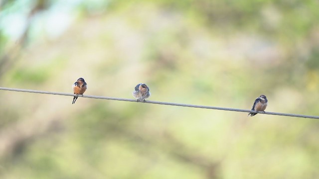 Golondrina Pueblera - ML316703201