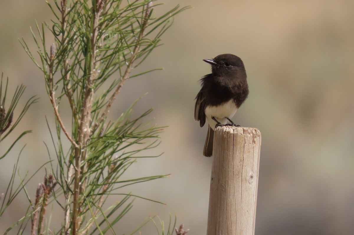 Black Phoebe - ML316703401