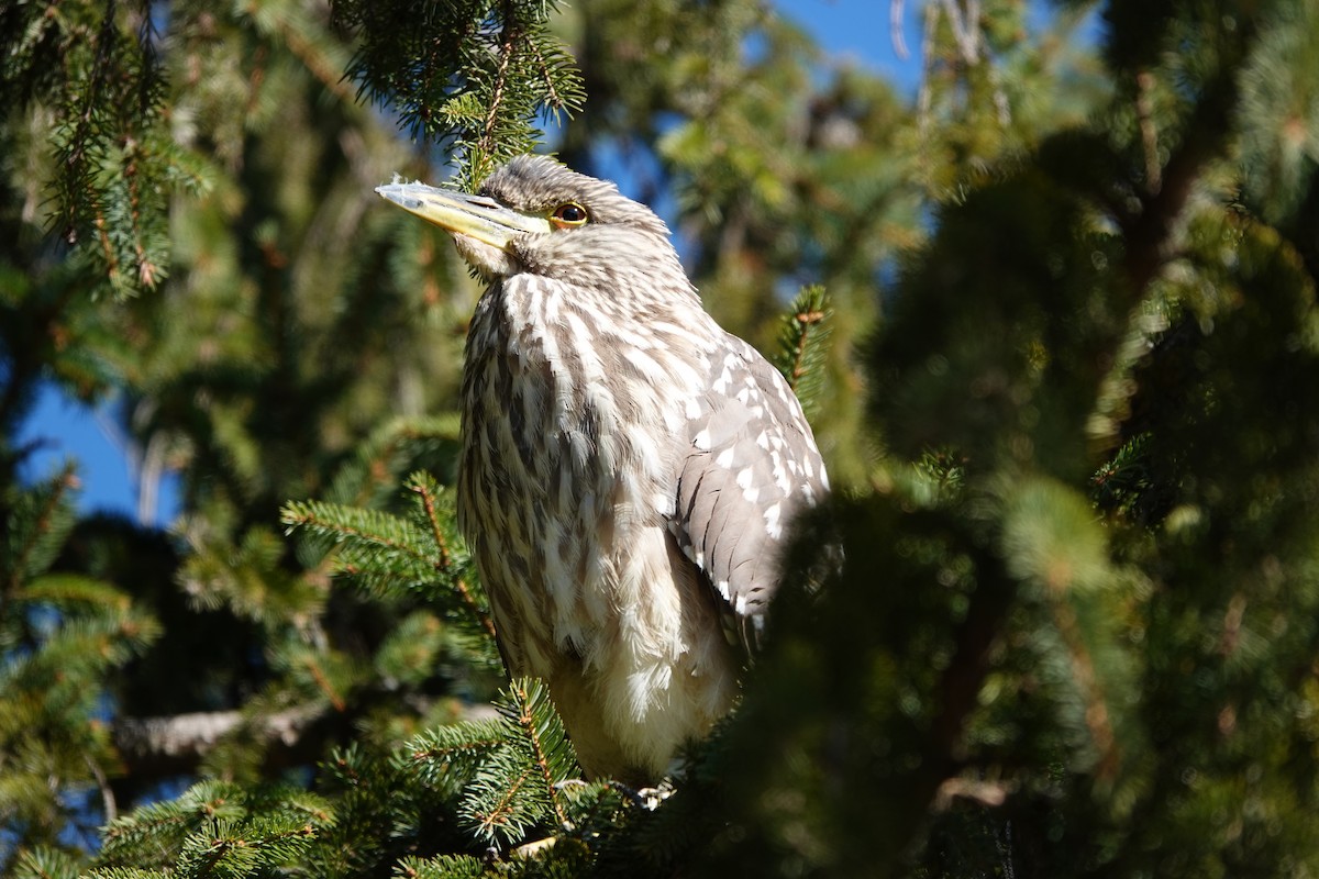 Black-crowned Night Heron - Mary Kvasnic