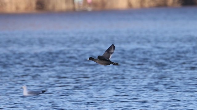 American Coot - ML316703831