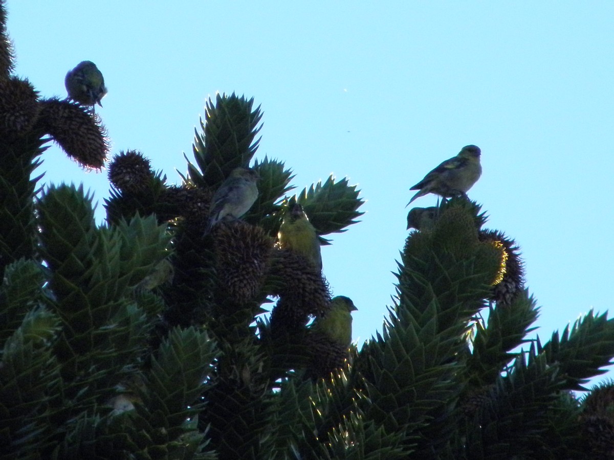 Black-chinned Siskin - ML316704261