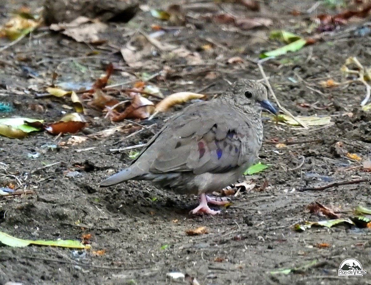 Common Ground Dove - ML316704721