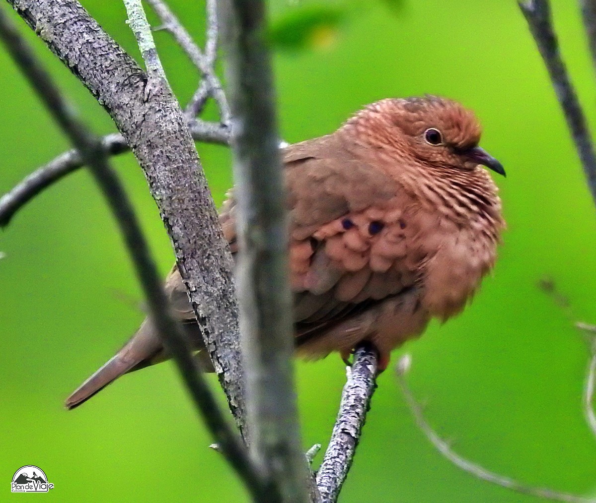 Common Ground Dove - ML316704831