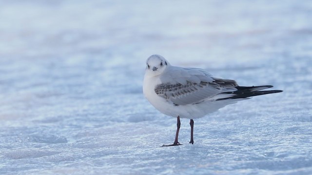 Black-headed Gull - ML316705081