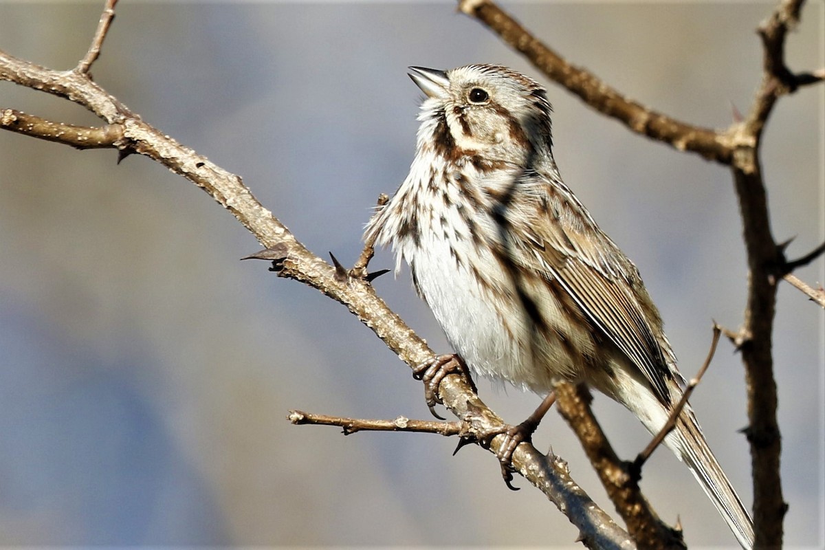 Song Sparrow - ML316707181