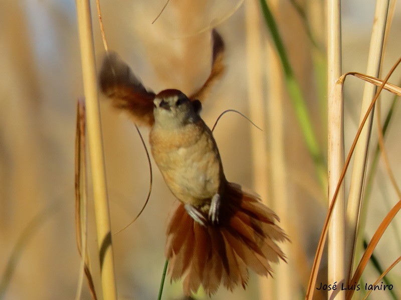 Freckle-breasted Thornbird - ML316707421