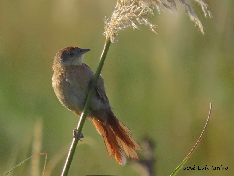 Freckle-breasted Thornbird - ML316707481