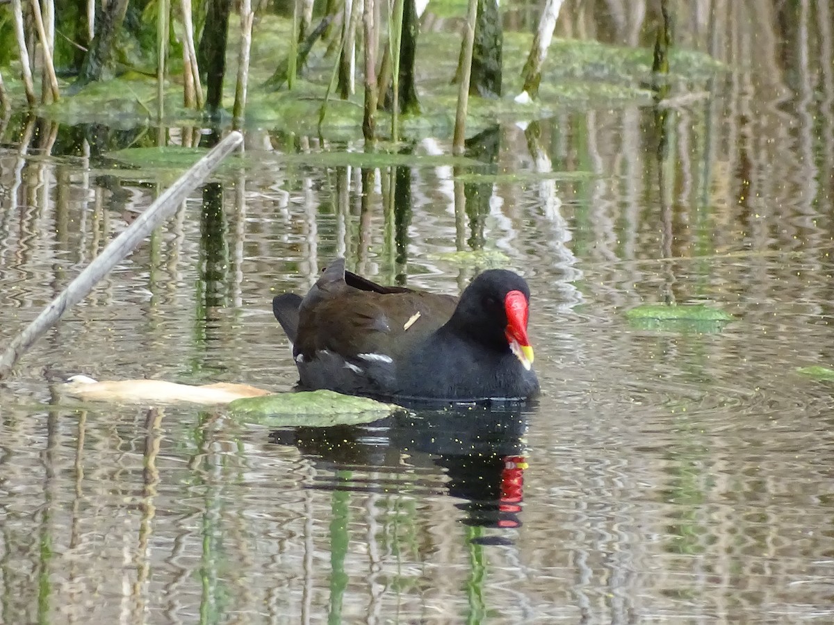 Eurasian Moorhen - Hector Marti