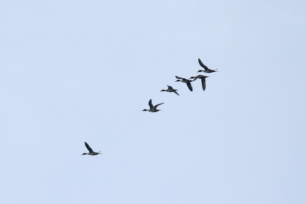 Northern Pintail - ML316709211