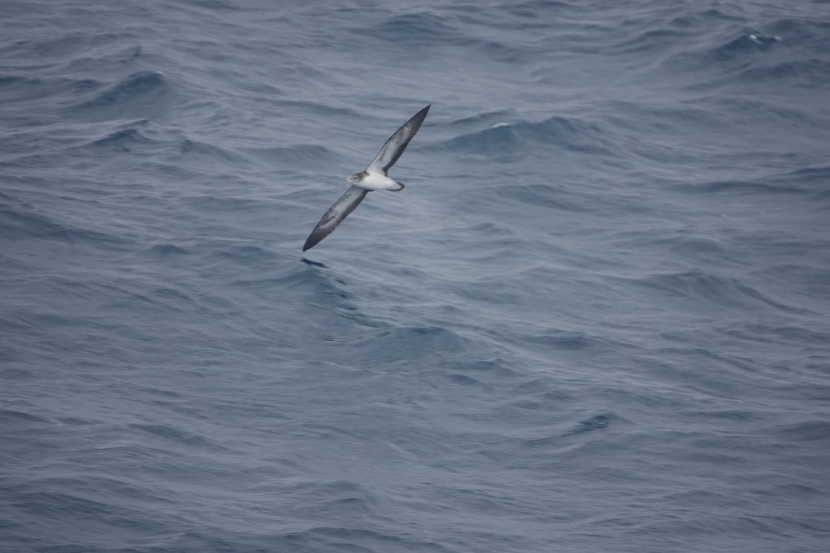 Streaked Shearwater - ML316711191