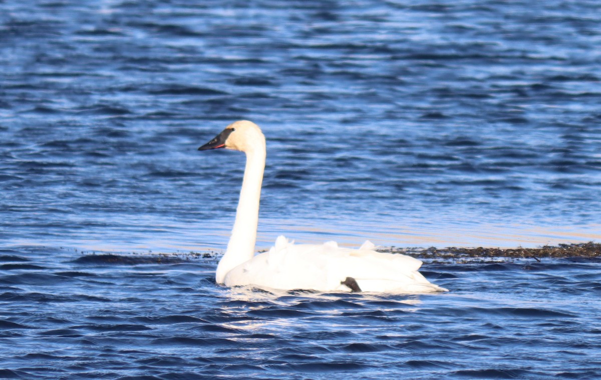 Cygne trompette - ML316712011