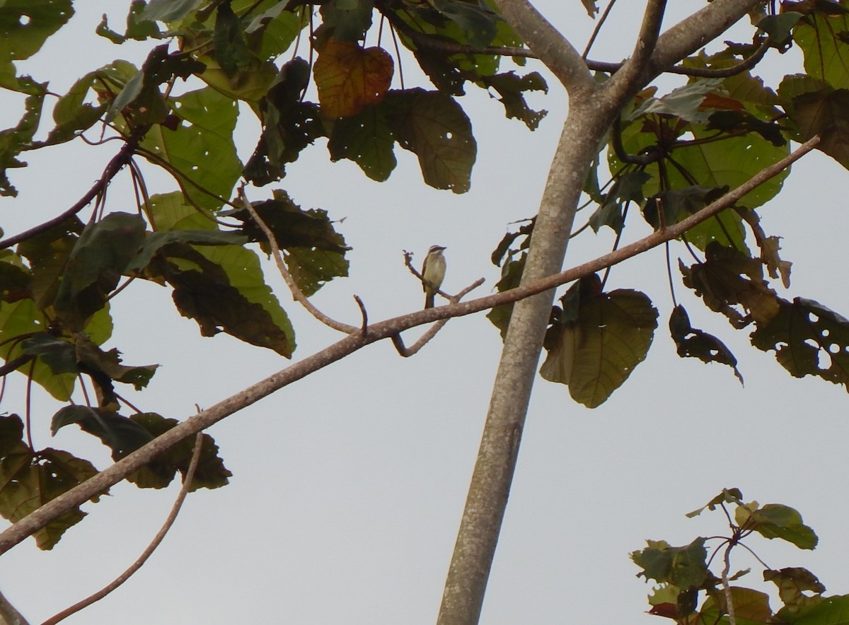 Piratic Flycatcher - ML316713001