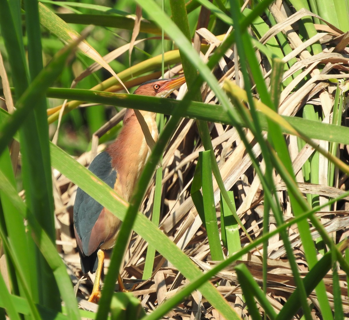 Least Bittern - ML316713141