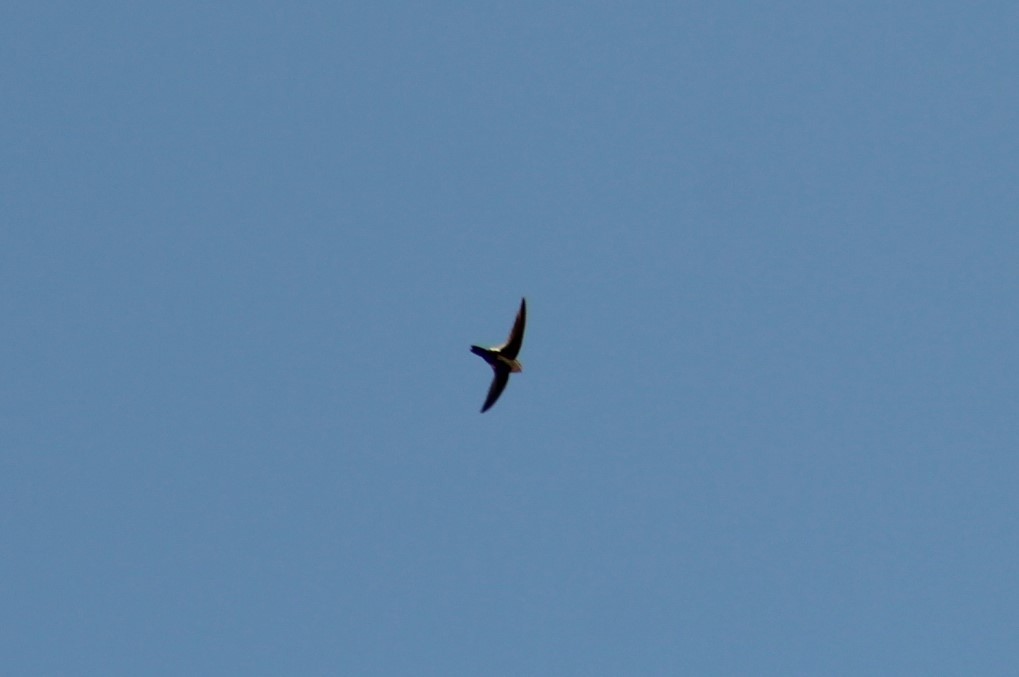 White-throated Swift - Ken Tracey