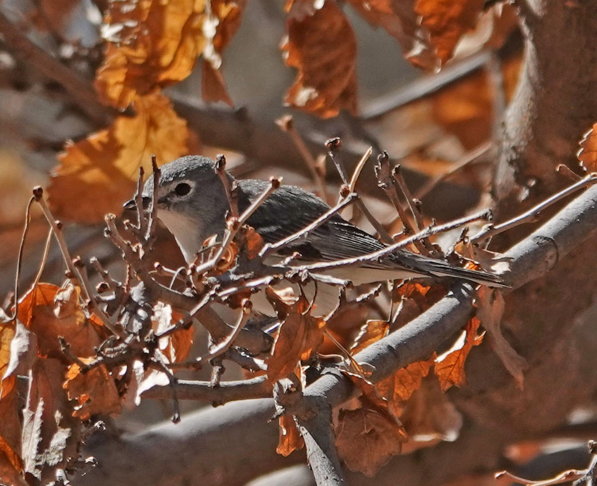 Plumbeous Vireo - ML316713981