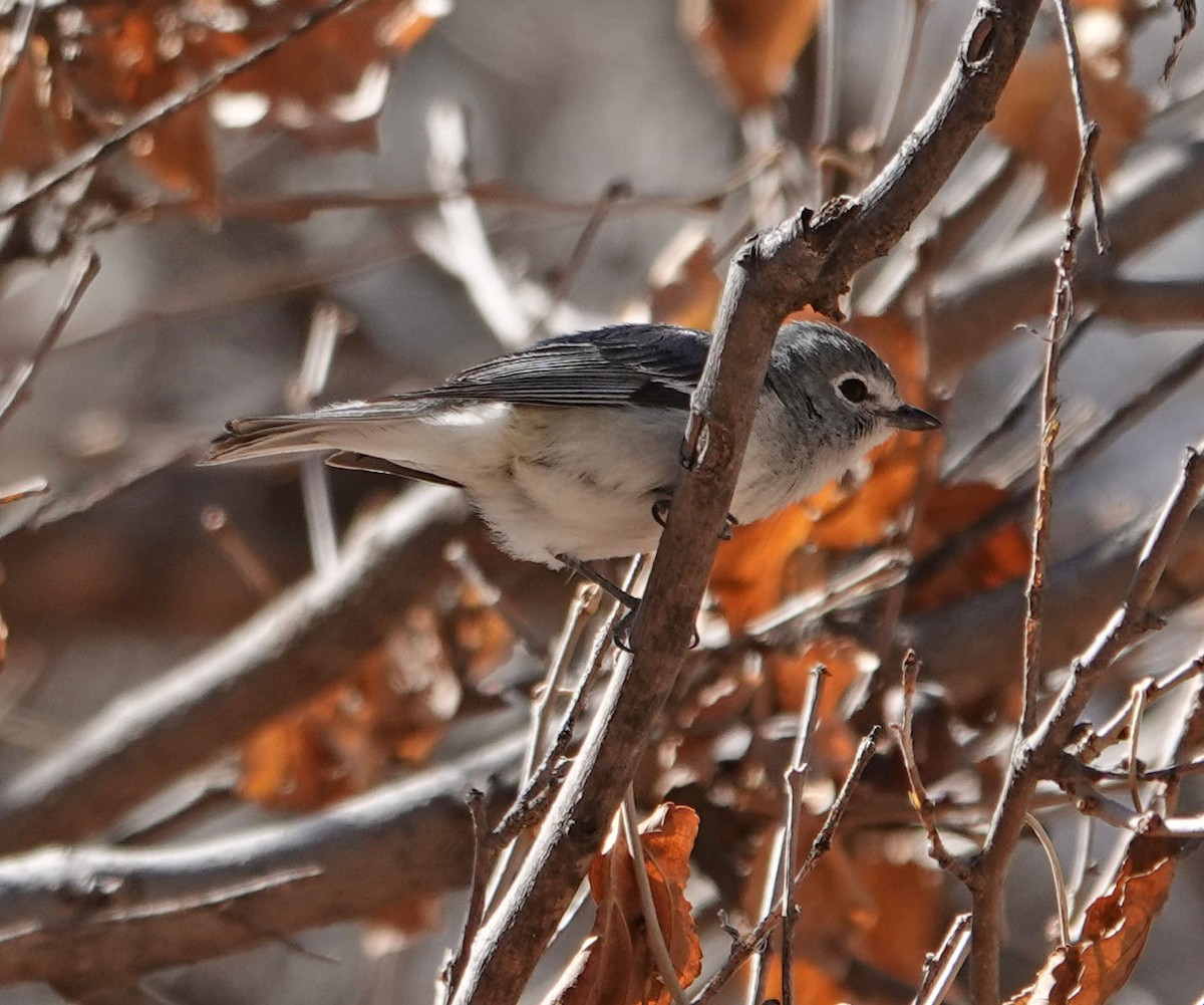 Kurşuni Vireo - ML316713991