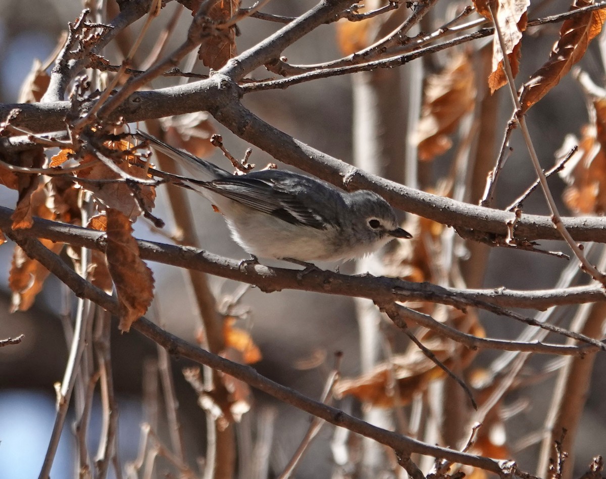 Plumbeous Vireo - Cathy Beck