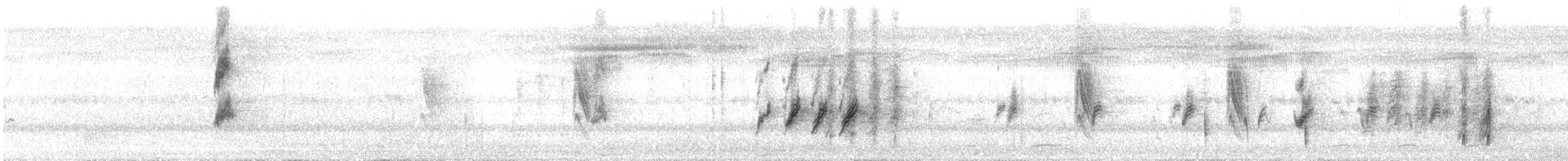 クロオビミツスイ - ML31671411