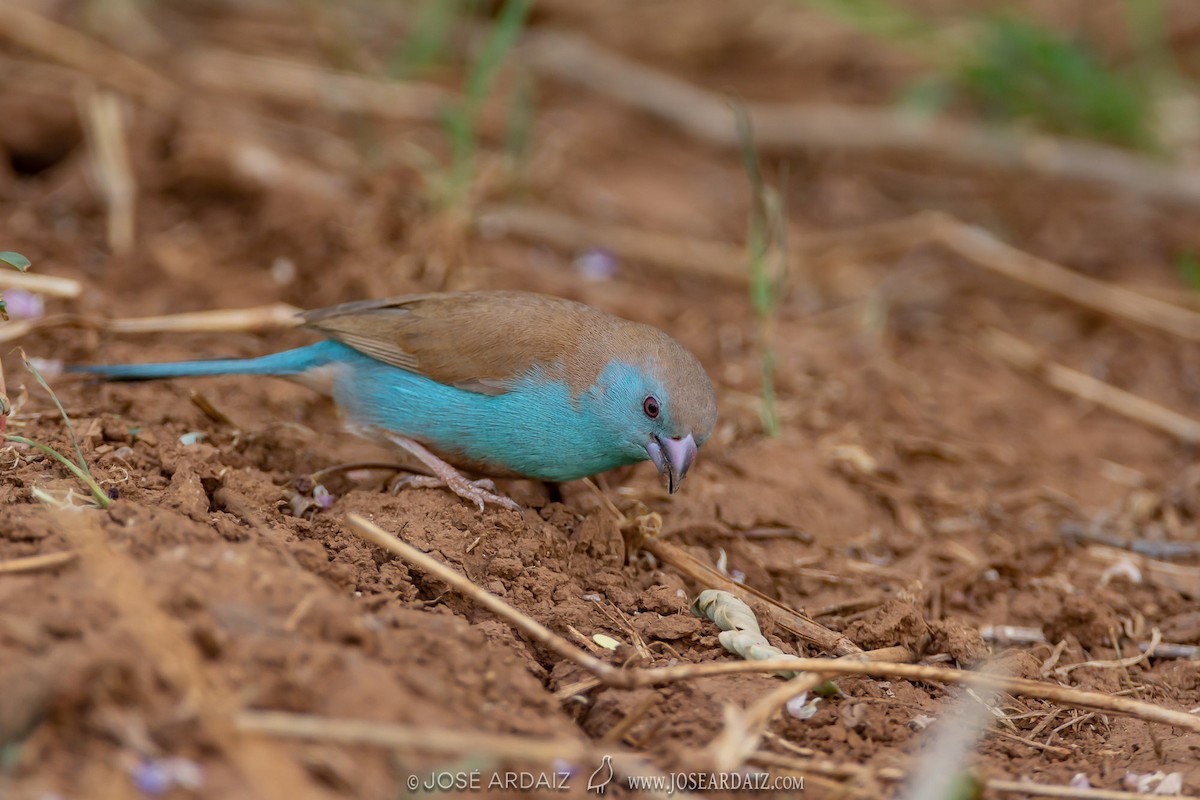 Southern Cordonbleu - José Ardaiz Ganuza