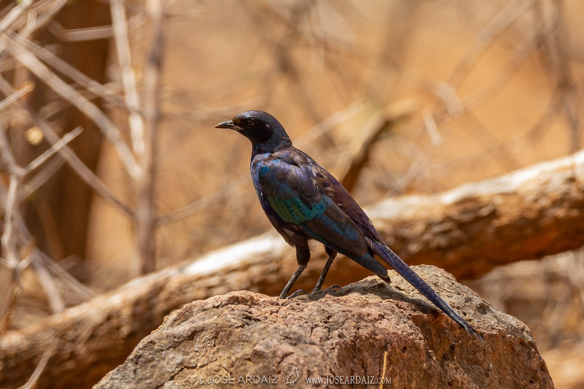 シマオオナガテリムク（mevesii） - ML316714441