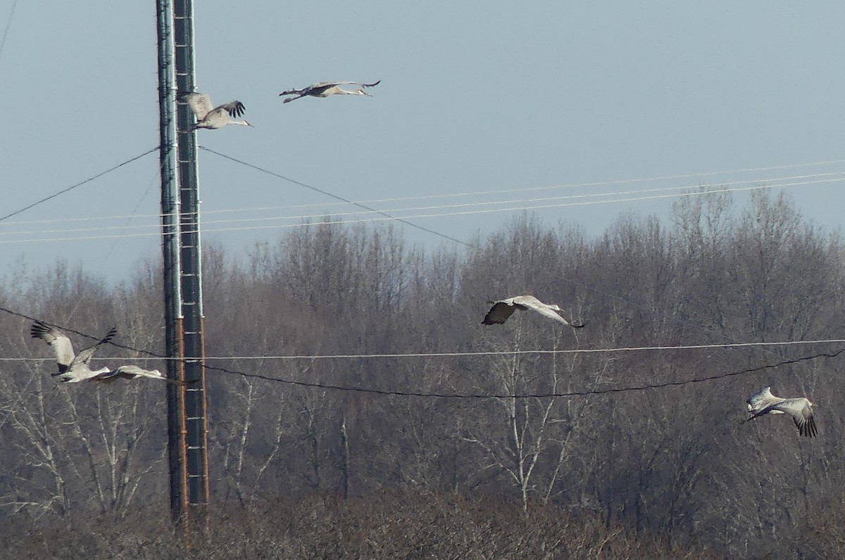 Sandhill Crane - ML316716601