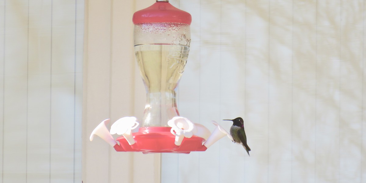 Anna's Hummingbird - ML316718831