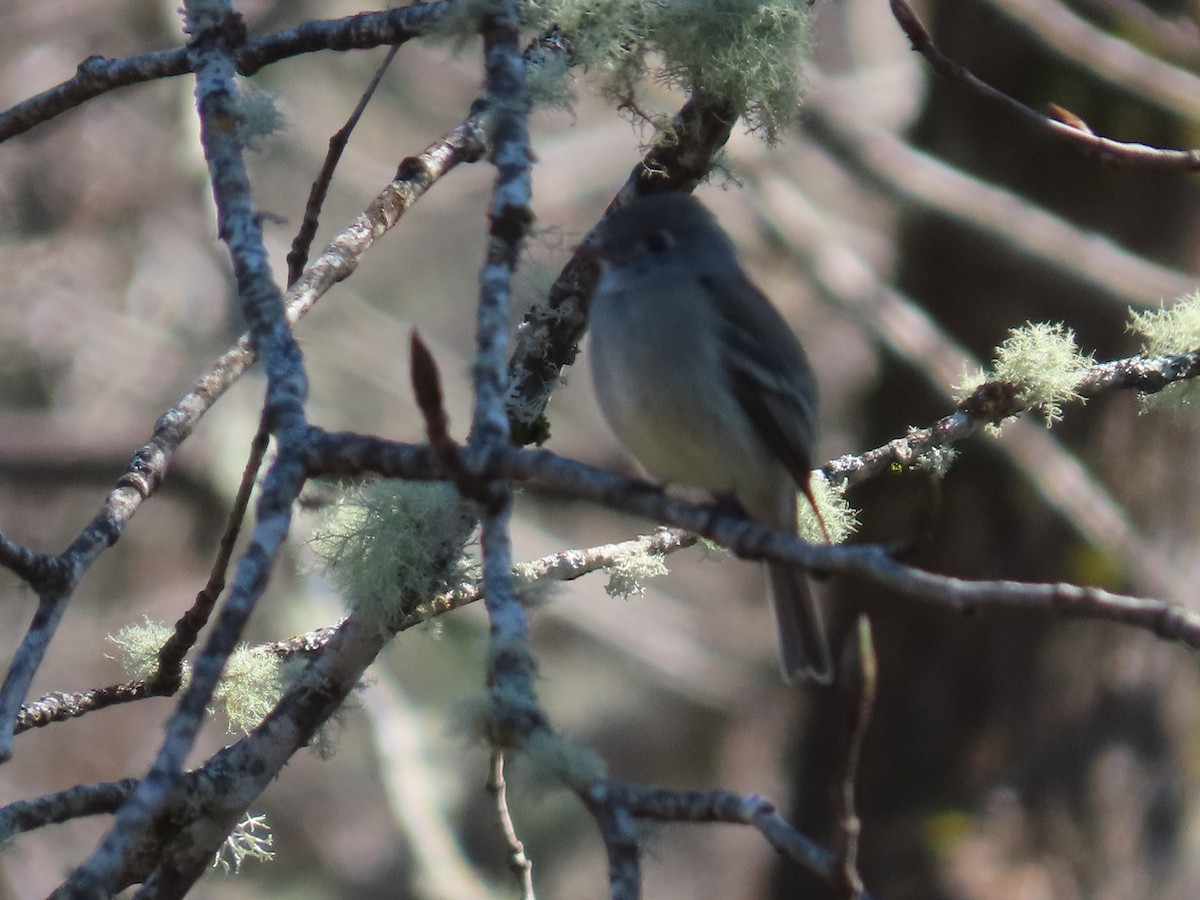 Hammond's Flycatcher - ML316719081