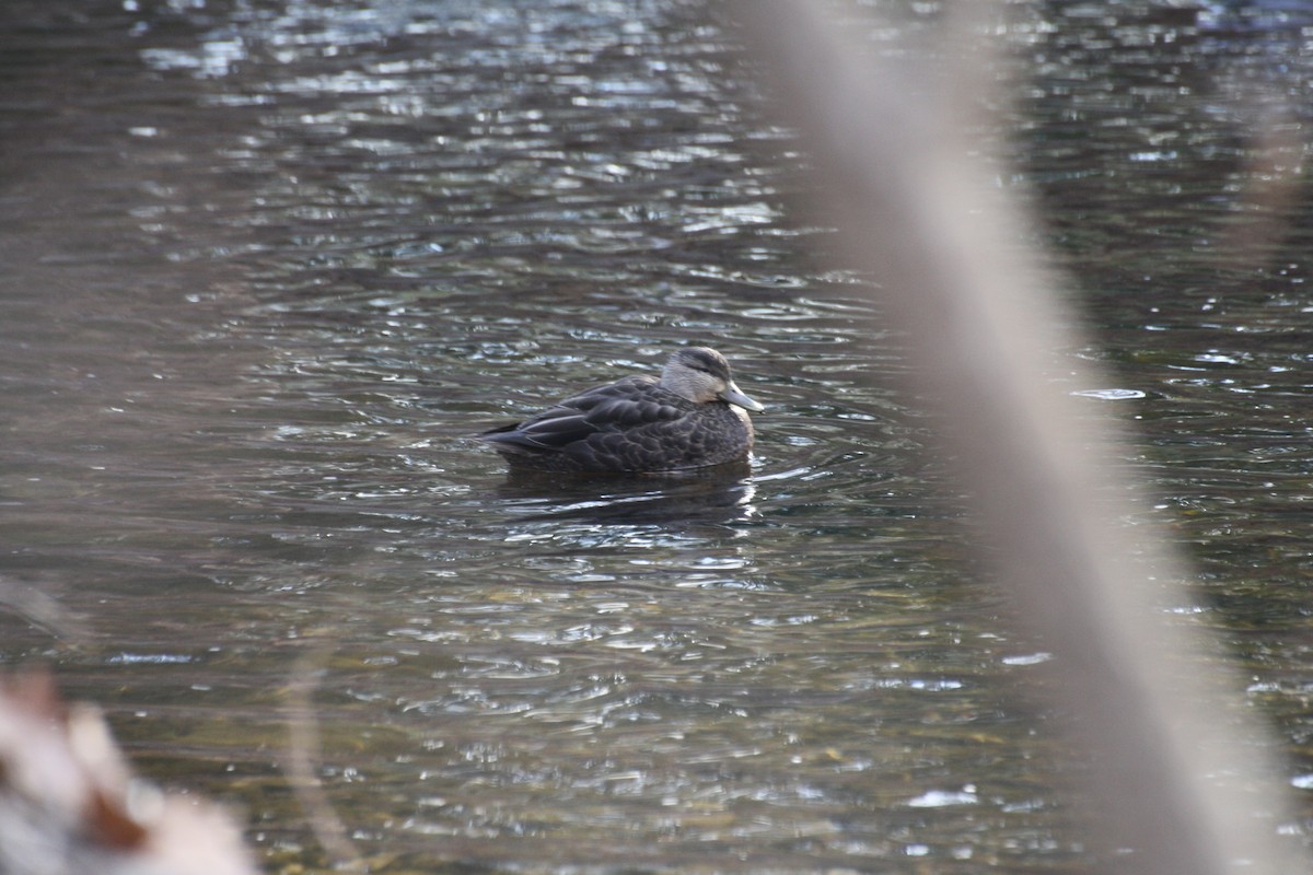 American Black Duck - Andrew Albright