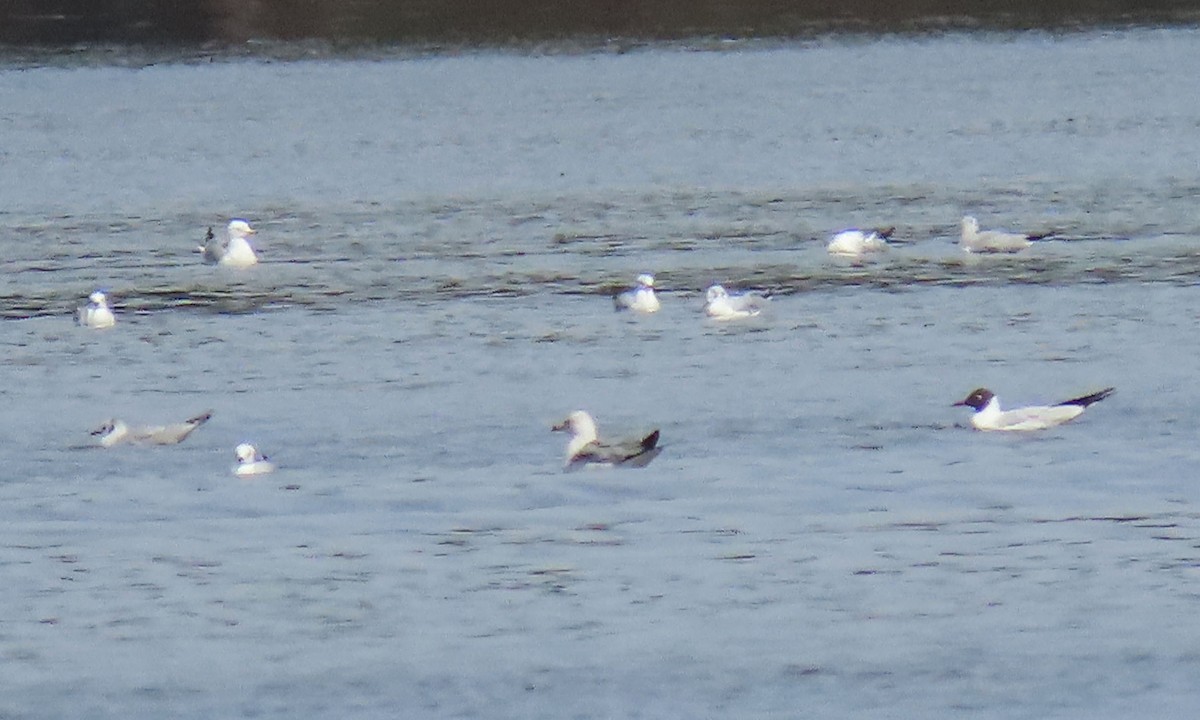 Black-headed Gull - ML316720451