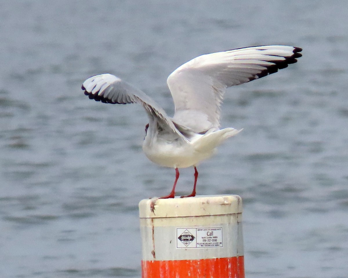 Black-headed Gull - Karen Hogan