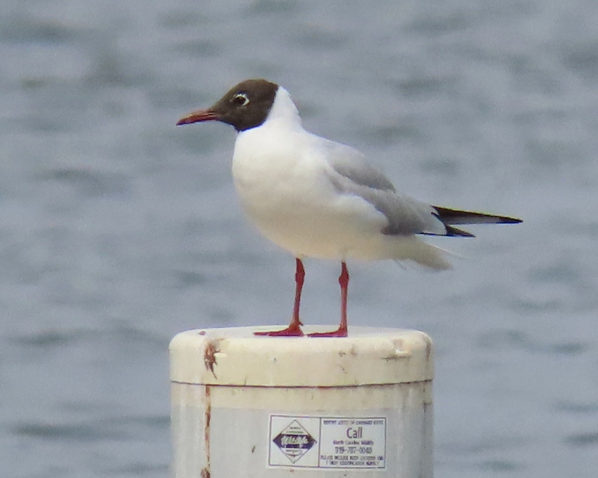 Black-headed Gull - ML316720521