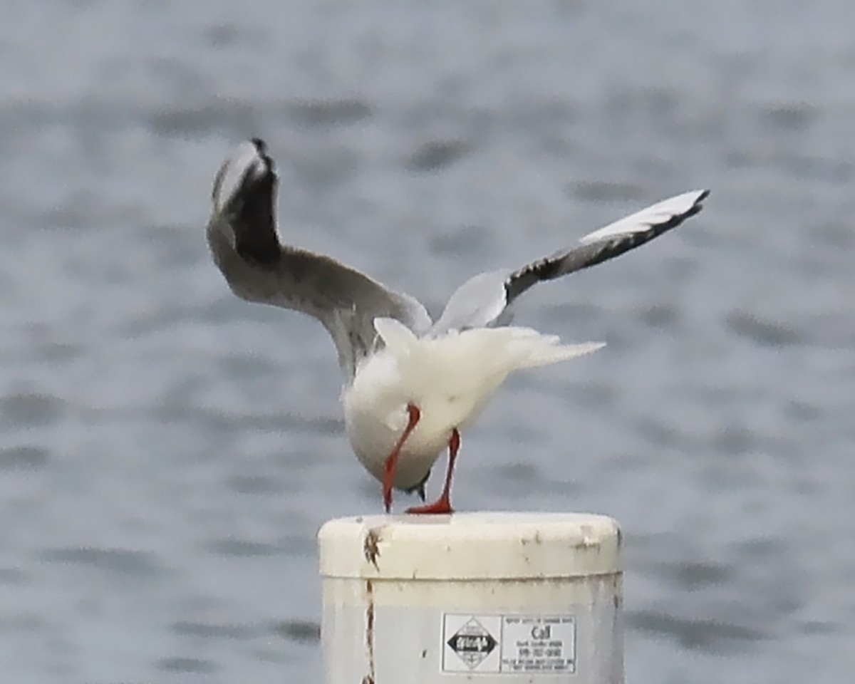 Black-headed Gull - ML316720571